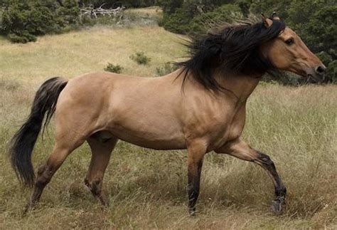 Does anybody else remember the movie Spirit Stallion of the Cimarron ...