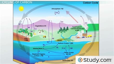 Carbon & Nitrogen Cycle | Overview, Steps & Comparison - Video & Lesson ...