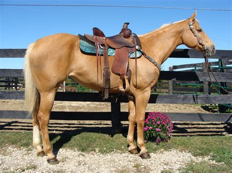 SUPER GENTLE WELL TRAINED GOLDEN PALOMINO QUARTER HORSE MARE For Sale ...