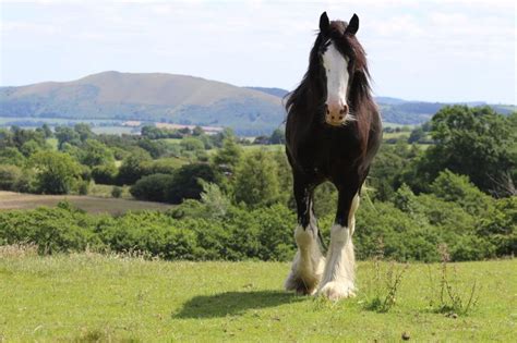 Shire Horse Experiences - Middle Farm and Cottages