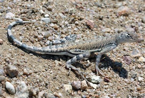 Western Zebra-tailed Lizard - Callisaurus draconoides rhodostictus