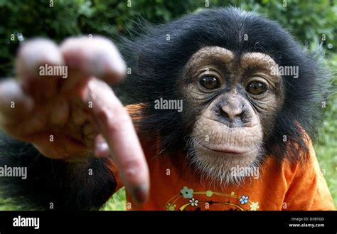 (dpa) - With a cheeky smile on his face the little baby chimpanzee Bill ...