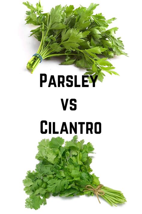 Parsley vs Cilantro | Cilantro, Parsley, Cilantro benefits