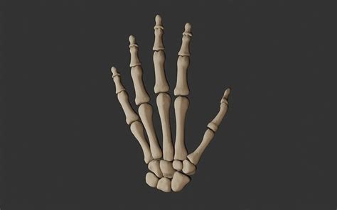 Human Hand Bones 3D model rigged | CGTrader