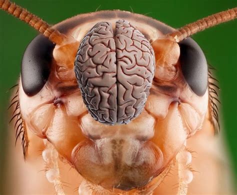 Insects’ Neural Learning and Memory Center Discovered in Crustaceans ...