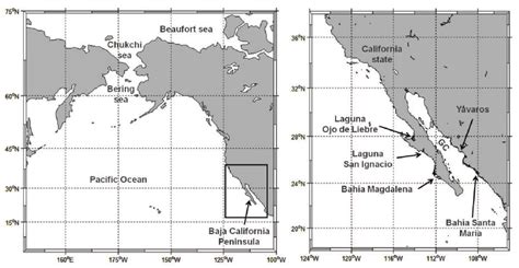 Localities of gray whale breeding and feeding along the eastern Pacifi ...