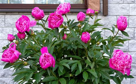 Dammann's Garden Company – How to Care for Peonies for Longer Lasting ...