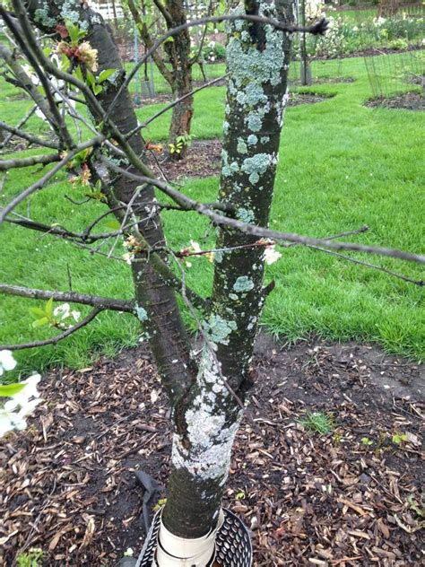 Scale, Fungus, or Lichen on Montmorency Cherry Tree Bark - General ...