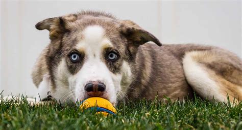 Australian Shepherd Husky Mix – Two Hard-Working Breeds