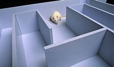 MIND READING BREAKTHROUGH: Scientists experimenting on RATS make HUGE ...