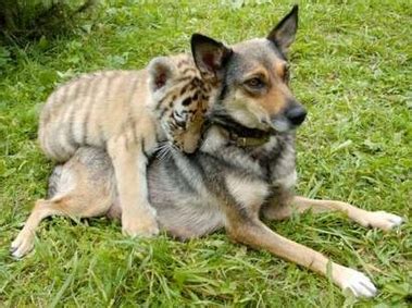 dog and tiger cub - Tigers Photo (31192373) - Fanpop