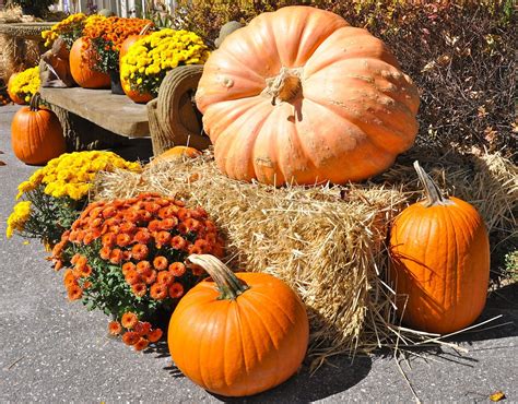 Pin by Marcy Passarelli on Fall into Autumn | Mums in pumpkins, Pumpkin ...