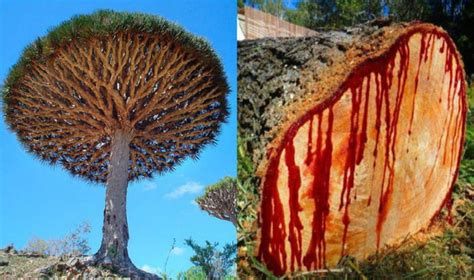 Socotra Dragon tree (AKA Dragon's Blood tree), a tree native to Yemen ...