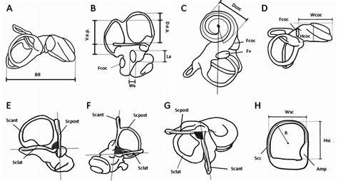 Measurement protocol on the bony labyrinth. A , measurement of the ...