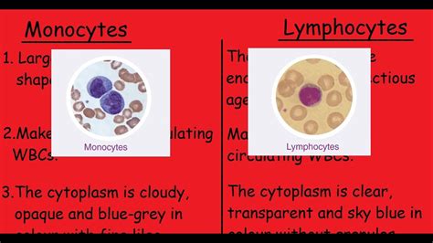 Monocytes Vs Lymphocytes |3 Min Quick differences & Explanation| - YouTube