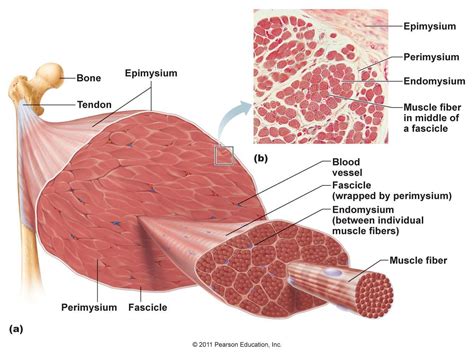 Muscle tissue - Medically