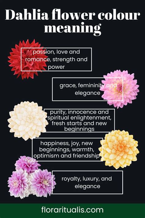 Dahlia flower colour meaning in 2023 | Dahlia flower, Flower meanings ...