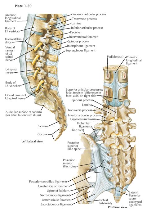 Lumbar Vertebrae Anatomy