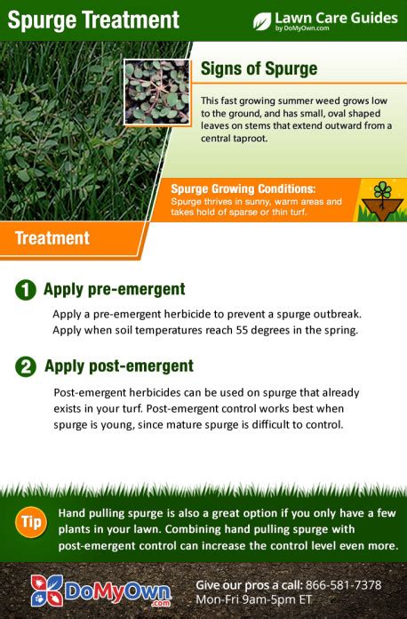 How To Kill & Get Rid of Spurge Weed | Spurge Weed Control Guide