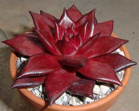 9 Ravishing Red Succulents - Sublime Succulents