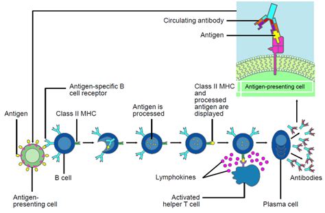 5: General view of the activation process of B cells to make ...