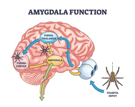 What Is The Amygdala: Function & Brain Location