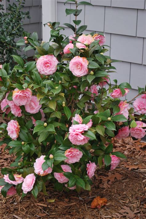 camellias | The Flourishing Tree