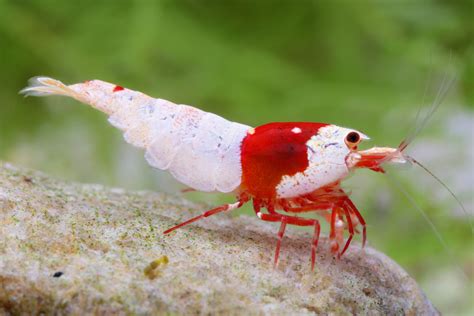 #Pure Red Line; a high grade Crystal Red Shrimp. This shrimp was bred ...