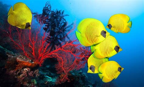 Fiji Marine Life - DIVE Magazine