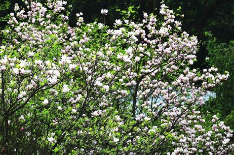 Premium Photo | Lotusflowered Magnolia or Southern Magnolia or Loblolly ...