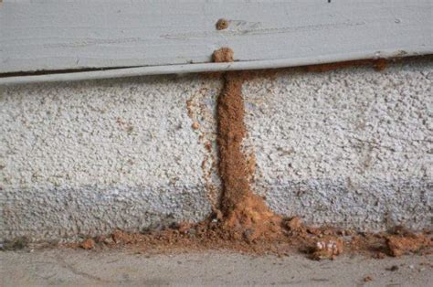 Subterranean Termite Damage