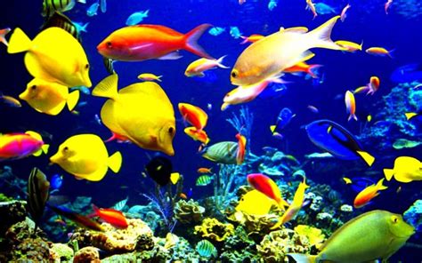 fish, Fishes, Underwater, Ocean, Sea, Sealife, Nature Wallpapers HD ...