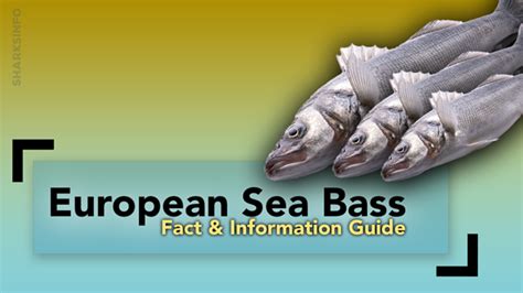 European Sea Bass Fact & Information Guide - sharksinfo.com