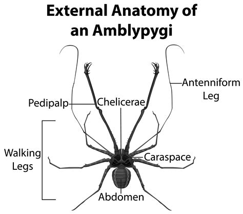 Anatomía externa de un amblypygi sobre fondo blanco. 1503803 Vector en ...