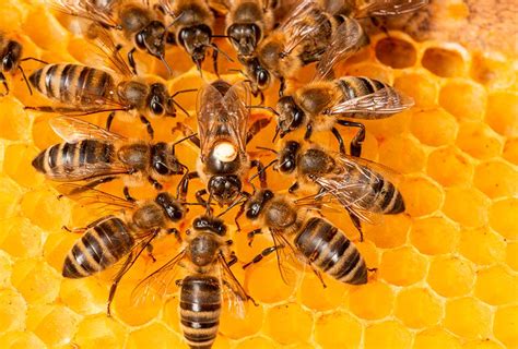 Síndrome de la Abeja Reina y cómo afecta al liderazgo femenino