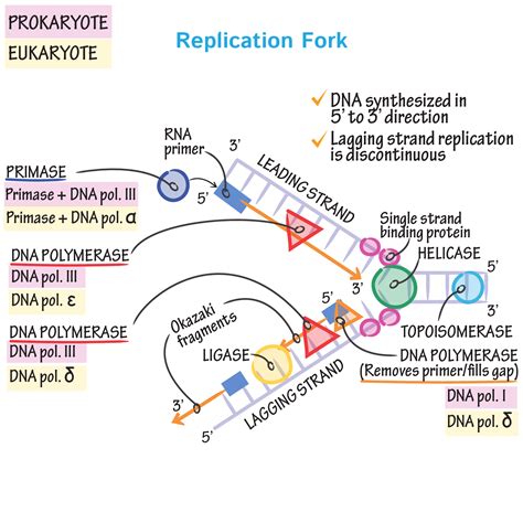 Rna Primer Is Removed By