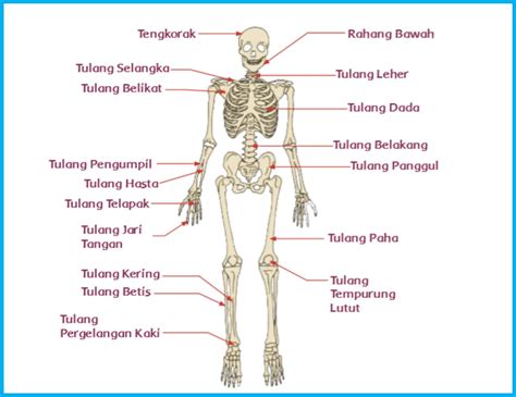 Materi Sistem Gerak Pada Manusia Rangka Tulang Sendi Otot Dan | The ...