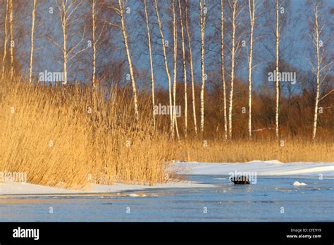 Beaver habitat hi-res stock photography and images - Alamy