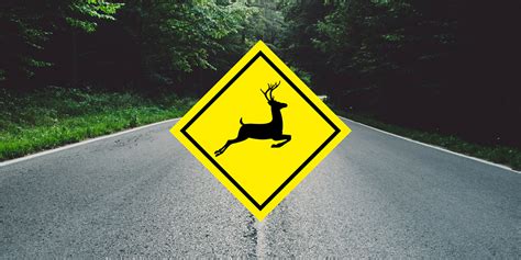 Wildlife Crossing: Tips to Avoid Animal-Vehicle Collisions - American ...