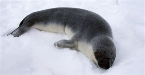 Hooded Seal Animal Facts | Cystophora cristata - Wiki Point