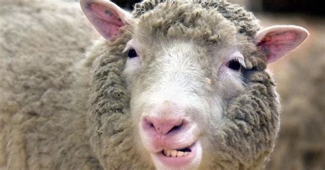 New research says Dolly the Sheep didn't die from health issues caused ...