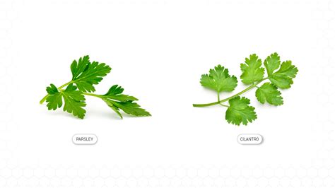 Parsley vs. Cilantro: A Comprehensive Guide – HexClad Cookware Canada