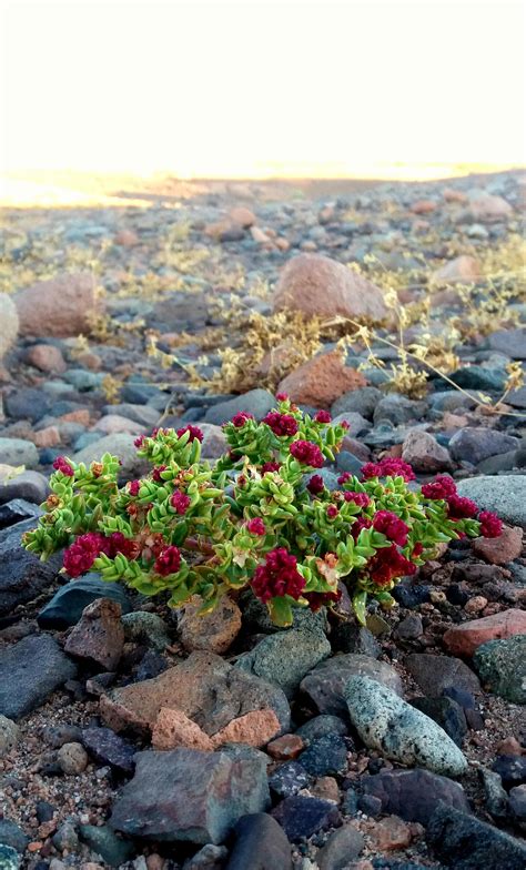 What's this little oasis I found in the Atacama desert? : r/whatsthisplant