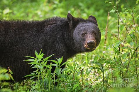 Smoky Mountain Black Bear 1 Photograph by Maria Struss Photography - Pixels