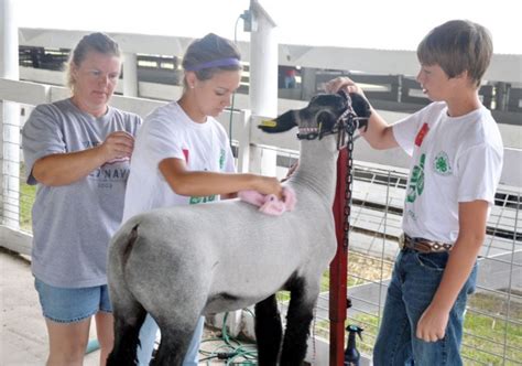 4 h sheep showmanship questions