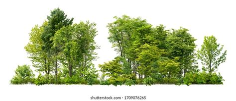 70+ Free Tree Background Images | Free Downloads - Pikwizard