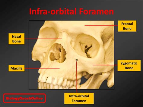 Last week's #MysteryAnatomy structure was the #infraorbital #foramen. A ...