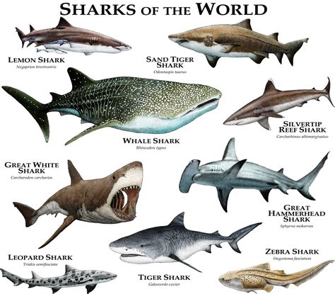 Sharks of the World Poster Print | Etsy | Marine animals, Species of ...