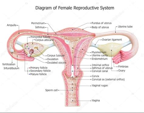 Diagram of Female Reproductive System Poster - Etsy Australia