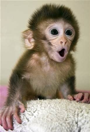 Surprised baby monkey Blank Template - Imgflip